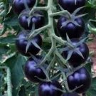 100 Pcs Rare Heirloom Indigo Blue Tomato Hybrid Seeds 100 Pcs Rare Heirloom Indigo Blue Tomato Hybrid Seeds