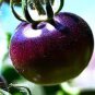 100 Pcs Rare Heirloom Indigo Blue Tomato Hybrid Seeds