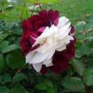 50 Pcs New 'Zampa' Dust Rose Bi-Color Bonsai Flowers