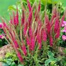 50 Pcs Veronica Spicata 'Red Fox' Montgomeryshire Spiked Speedwell
