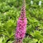 50 Pcs Veronica Spicata 'Red Fox' Montgomeryshire Spiked Speedwell