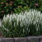 50 Pcs Veronica Spicata 'Noah Williams' White Spiked Speedwell Garden Flower