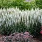 50 Pcs Veronica Spicata 'Noah Williams' White Spiked Speedwell Garden Flower