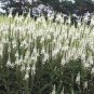 50 Pcs Veronica Spicata 'Noah Williams' White Spiked Speedwell Garden Flower