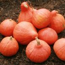 10 Pcs Red Kuri Winter Squash Seeds