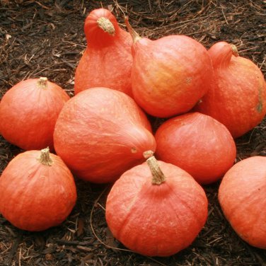10 Pcs Red Kuri Winter Squash Seeds