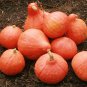 10 Pcs Red Kuri Winter Squash Seeds