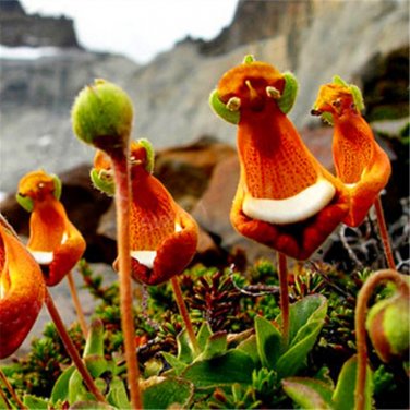 30 Pcs Calceolaria Uniflora Rare Perennial Flower Seeds