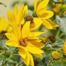 15 Pcs Maximillian Sunflower Seeds