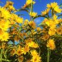 15 Pcs Maximillian Sunflower Seeds
