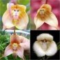 100 Pcs 9 Types Perennial Dracula Simia Monkey Face Flower Seeds