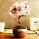 20 Pcs High Quality Cheap Oriental Cherry Sakura Bonsai Seeds