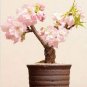 20 Pcs High Quality Cheap Oriental Cherry Sakura Bonsai Seeds