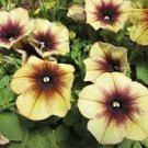 100 Pcs Rare Casctus Autumn Mystery Petunia Plants Flower Seeds