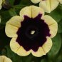 100 Pcs Rare Casctus Autumn Mystery Petunia Plants Flower Seeds