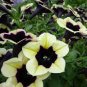 100 Pcs Rare Casctus Autumn Mystery Petunia Plants Flower Seeds