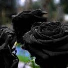 50 Pcs Les Paul Super Black Beauty Rare Rose Flower Seeds 50 Pcs Les Paul Super Black Beauty Rare Rose Flower Seeds