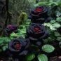 50 Pcs Les Paul Super Black Beauty Rare Rose Flower Seeds