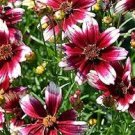20 Pcs Heirloom Hardy Berry Chiffon Coreopsis Flower Seeds