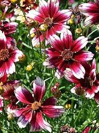 20 Pcs Heirloom Hardy Berry Chiffon Coreopsis Flower Seeds