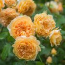 50 Pcs Rare ' Crown Princess Margareta' Orange Climbing Rose Shrub Seeds 50 Pcs Rare ' Crown Princess Margareta' Orange Climbing Rose Shrub Seeds