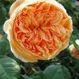 50 Pcs Rare ' Crown Princess Margareta' Orange Climbing Rose Shrub Seeds