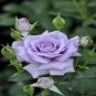 50 Pcs Johnny Light Purple Rose Flower Garden Seeds
