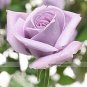 50 Pcs Johnny Light Purple Rose Flower Garden Seeds