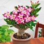 2 Pcs Rare Pink Adenium Obesum Seeds Desert Rose Bonsai Tree Flower Plants