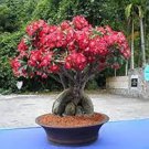 10 Pcs Adenium Obesum Bulk Desert Rose Bonsai Tree Flower Seeds