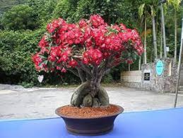 10 Pcs Adenium Obesum Bulk Desert Rose Bonsai Tree Flower Seeds