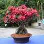 10 Pcs Adenium Obesum Bulk Desert Rose Bonsai Tree Flower Seeds