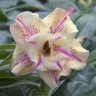 2 Pcs Adenium Dard Red-White-Bright Yellow Double Flowers 2 Pcs Adenium Dard Red-White-Bright Yellow Double Flowers