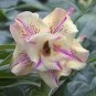 2 Pcs Adenium Dard Red-White-Bright Yellow Double Flowers