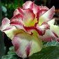 2 Pcs Adenium Dard Red-White-Bright Yellow Double Flowers
