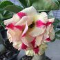 2 Pcs Adenium Dard Red-White-Bright Yellow Double Flowers
