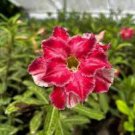 2 Pcs Adenium Dark Red Petals with Thin Whitish Pink Edge Flower 2 Pcs Adenium Dark Red Petals with Thin Whitish Pink Edge Flower