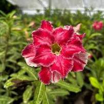 2 Pcs Adenium Dark Red Petals with Thin Whitish Pink Edge Flower