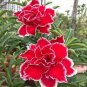 2 Pcs Adenium Dark Red Petals with Thin Whitish Pink Edge Flower