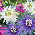 20 Pcs Mixed 9 Types of Passiflora Flowers Big Hanging Bonsai Flower