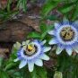 20 Pcs Mixed 9 Types of Passiflora Flowers Big Hanging Bonsai Flower