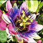 20 Pcs Mixed 9 Types of Passiflora Flowers Big Hanging Bonsai Flower