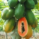 6 Pcs Guangxin Dark Green Skin Red Inside Papaya Fruits Bonsai