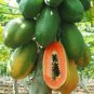 6 Pcs Guangxin Dark Green Skin Red Inside Papaya Fruits Bonsai