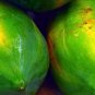 6 Pcs Guangxin Dark Green Skin Red Inside Papaya Fruits Bonsai