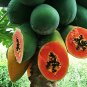 6 Pcs Guangxin Dark Green Skin Red Inside Papaya Fruits Bonsai