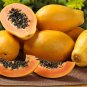 6 Pcs Hainan Yellow Skin Yellow Inside Papaya Fruits
