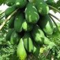 6 Pcs Papaya Giant Long Tree Fruit Seeds
