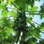 6 Pcs Papaya Giant Long Tree Fruit Seeds