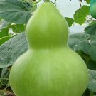 8 Pcs Heirloom 'Jindi' Small Ornamental Gourd